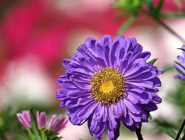 丰富多彩的翠菊高清花卉图片