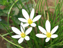 微距特写白色葱兰高清花卉图片