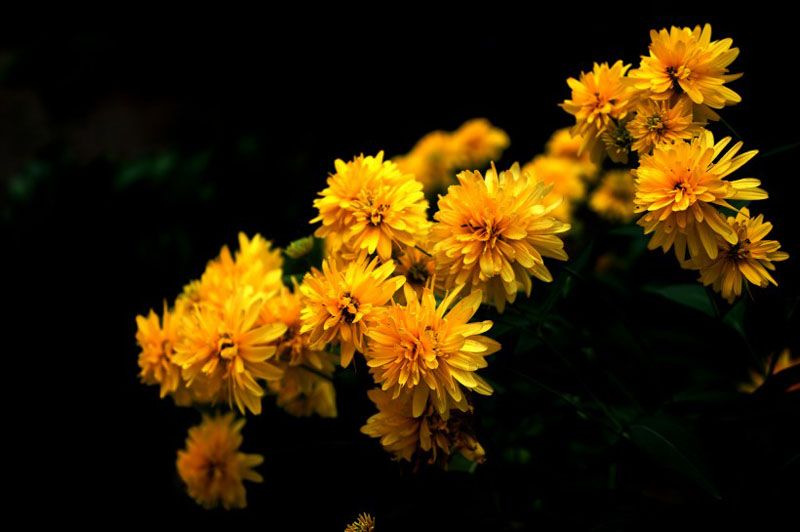 黄色艳丽的万寿菊高清花卉图片