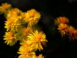  黄色艳丽的万寿菊高清花卉图片