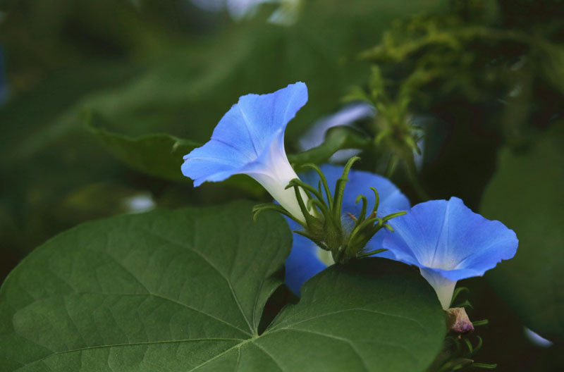蓝色美丽的牵牛花高清花卉图片
