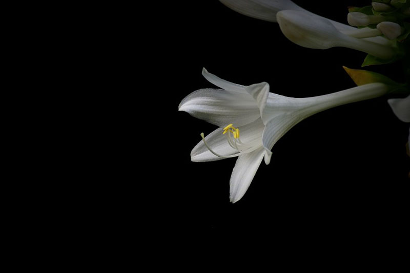 白花花的金边玉簪高清花卉图片