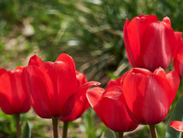 颜色鲜红的郁金香高清花卉图片