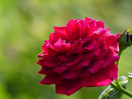 表达爱意的玫瑰花高清花卉图片