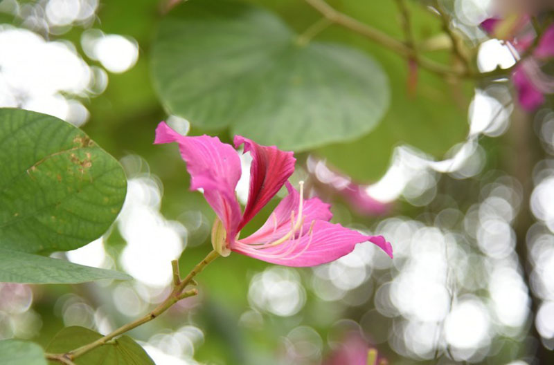 美观芳香的紫荆花高清花卉图片