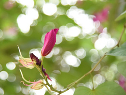 美观芳香的紫荆花高清花卉图片
