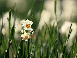 生长在草地上的水仙花唯美图片