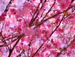 美丽典雅的樱花高清花卉图片