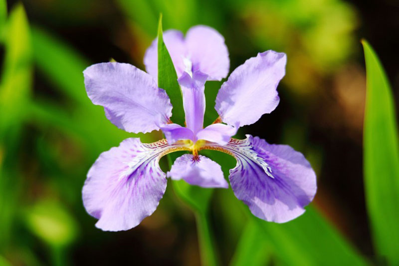 美丽的紫色鸢尾花高清花卉图片