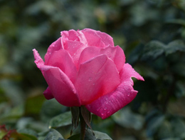 不可替代的玫瑰花高清花卉图片