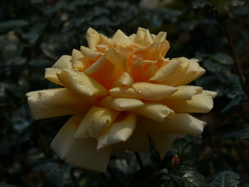 浪漫的代名词玫瑰花高清花卉图片