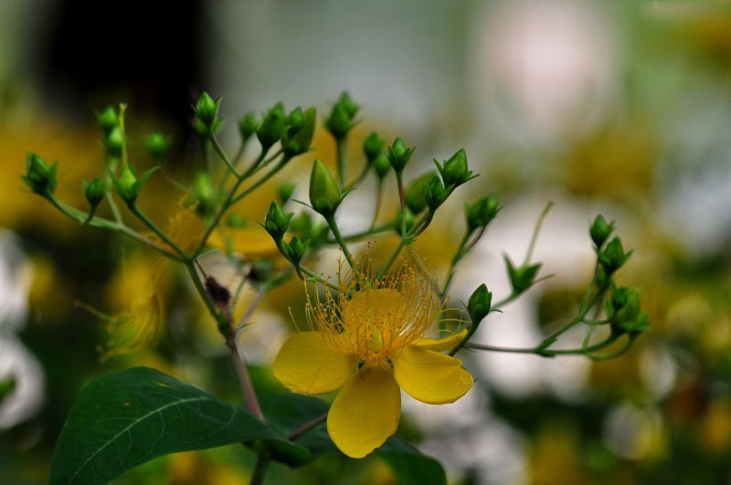 鹅黄色的金丝桃高清花卉图片