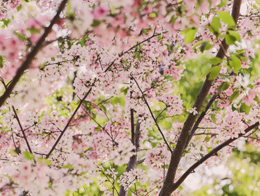 十分唯美的樱花高清花卉图片