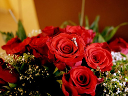 寓意美好的红玫瑰高清花卉图片