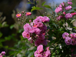甜美精致的粉玫瑰高清花卉图片