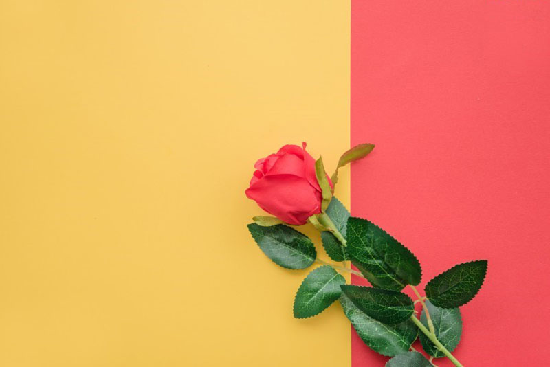 色彩缤纷的玫瑰花高清花卉图片