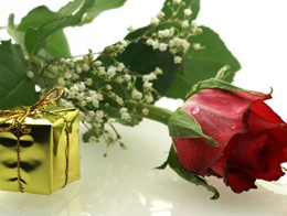 美腻优雅的红玫瑰高清花卉图片