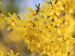 满树金黄色的连翘高清花卉图片