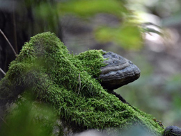 绿色浓密的苔藓植物高清图片