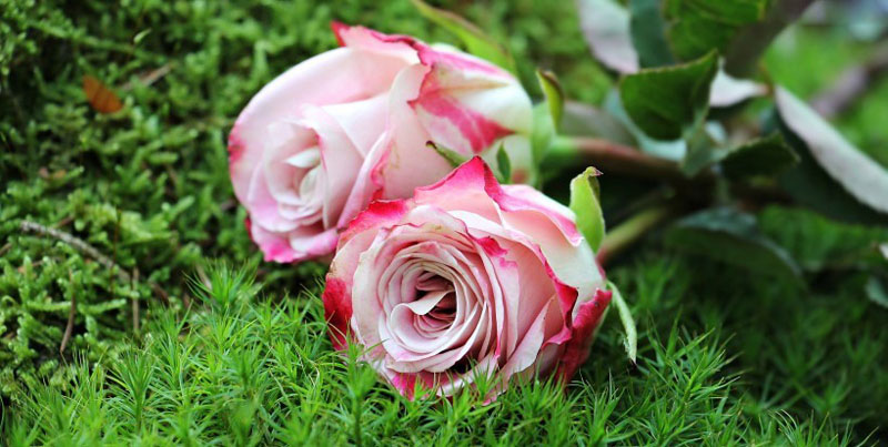 象征美丽的玫瑰高清花卉图片