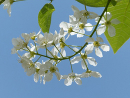 洁白美丽的梅花高清花卉图片