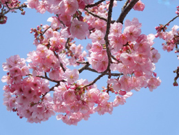 粉红迷人的樱花高清花卉图片