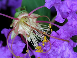 近距离看紫薇花蕊高清花卉图片