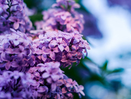 无比优美的紫丁香高清花卉图片