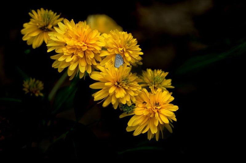 金黄色系的万寿菊高清花卉图片