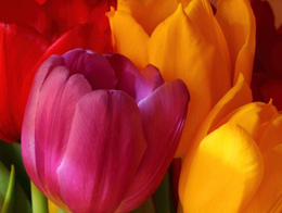 色彩多样的郁金香高清花卉图片