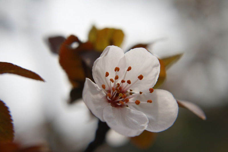 清纯淡雅的白樱高清花卉图片