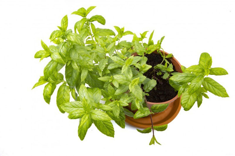 清新的绿色薄荷植物高清图片