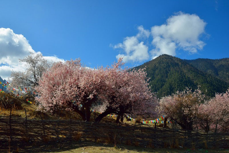 满山桃花的西藏林芝高清风景图片