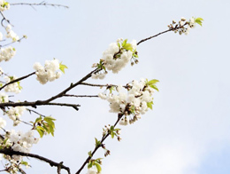 蓝天阳光下的白樱高清花卉图片
