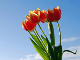 明亮美观的郁金香高清花卉图片