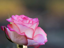 娇俏优美的粉玫瑰高清花卉图片