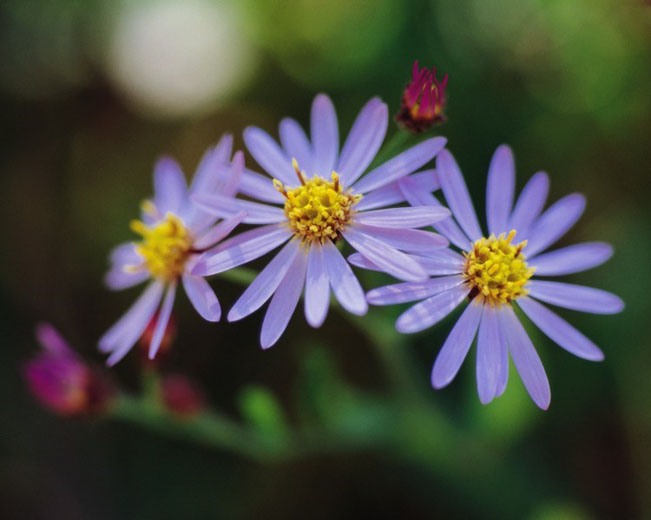 有香气的紫色野花高清花卉图片