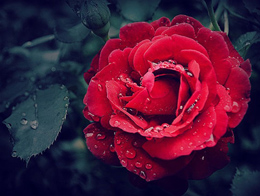 高贵艳丽的红玫瑰高清花卉图片