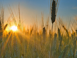 秋天金黄的麦地高清风景图片