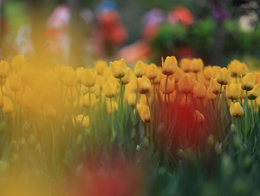 公园里成丛的郁金香高清花卉图片