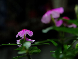 四时开放的四季海棠高清花卉图片