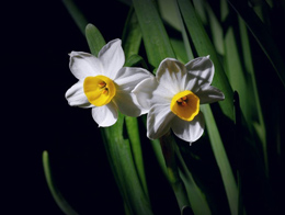 花期在春季的水仙高清花卉图片