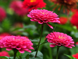 美化花坛的百日菊高清花卉图片