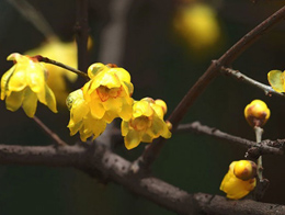 黄色芳香的腊梅高清花卉图片