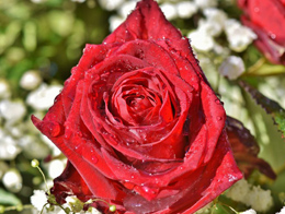 热情奔放的红玫瑰高清花卉图片