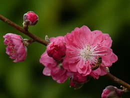 枝干上柔美的桃花高清花卉图片