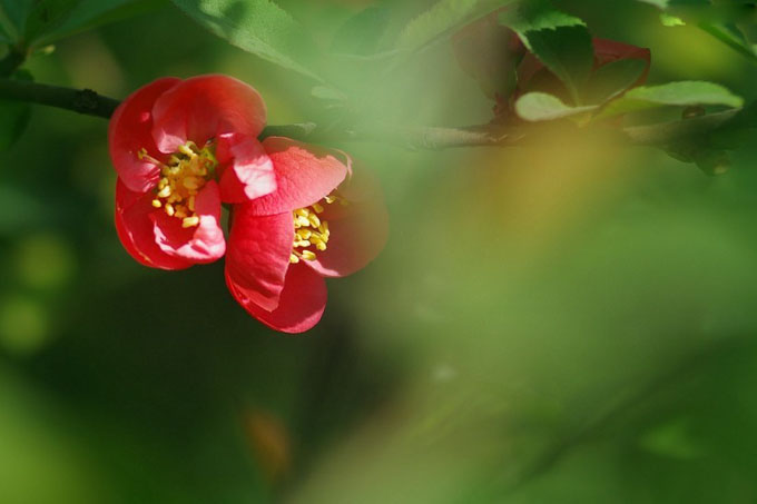 火红灿烂的贴梗海棠高清花卉图片