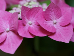 清新优美的八仙花高清花卉图片