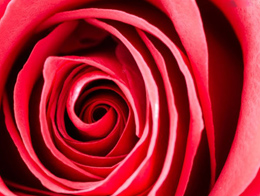 鲜红有活力的玫瑰花高清花卉图片