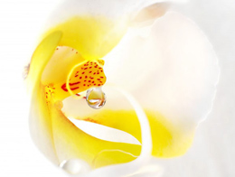 芬芳美丽的蝴蝶兰高清花卉图片